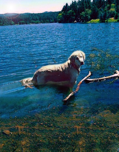 Izzy at the Lake Watercolor