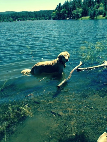 Izzy at the Lake Original