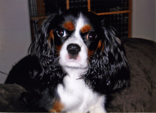 Sadie King Charles Spaniel Original